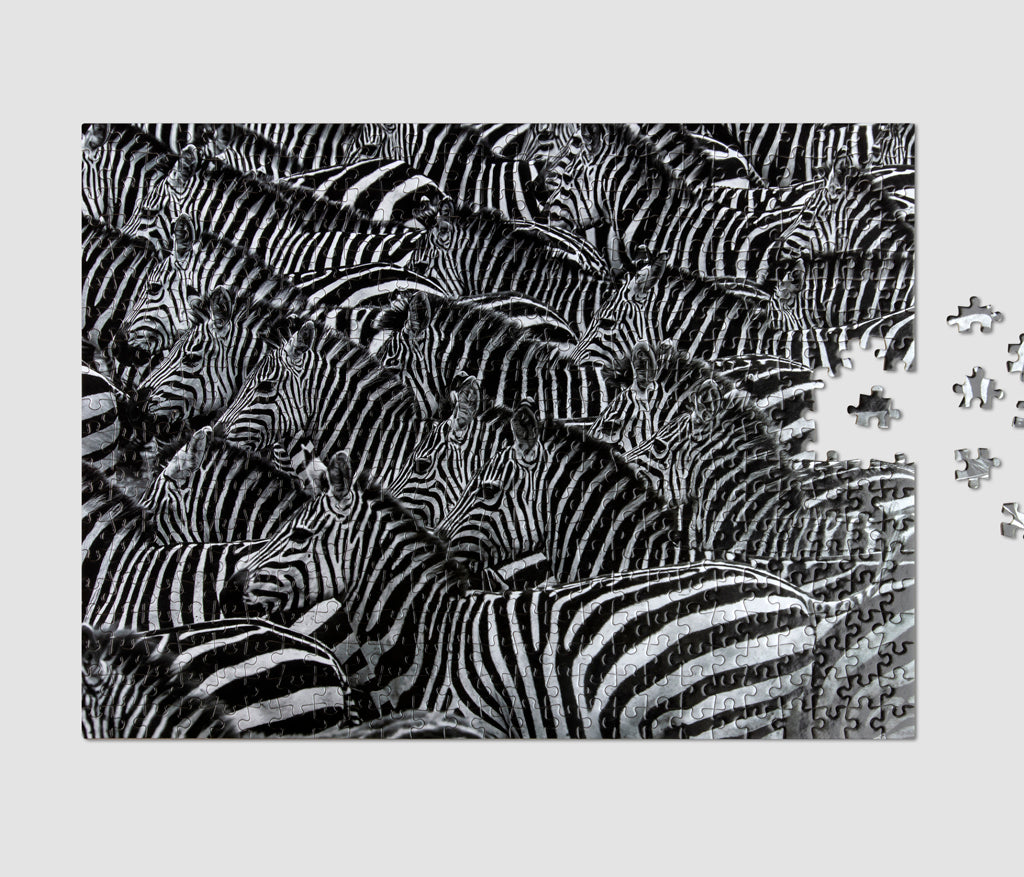Zebra, 500 pieces